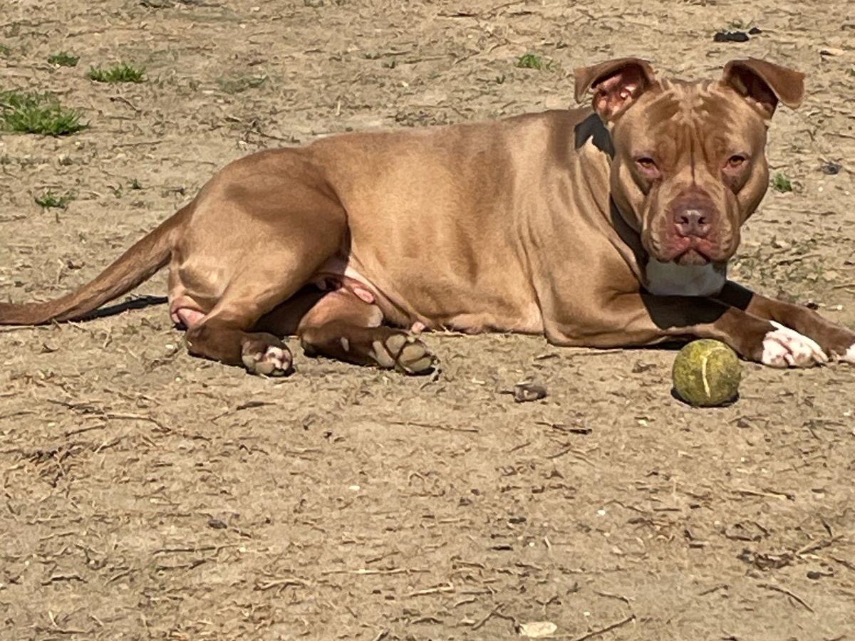 Vuoi adottare un cane a Milano?