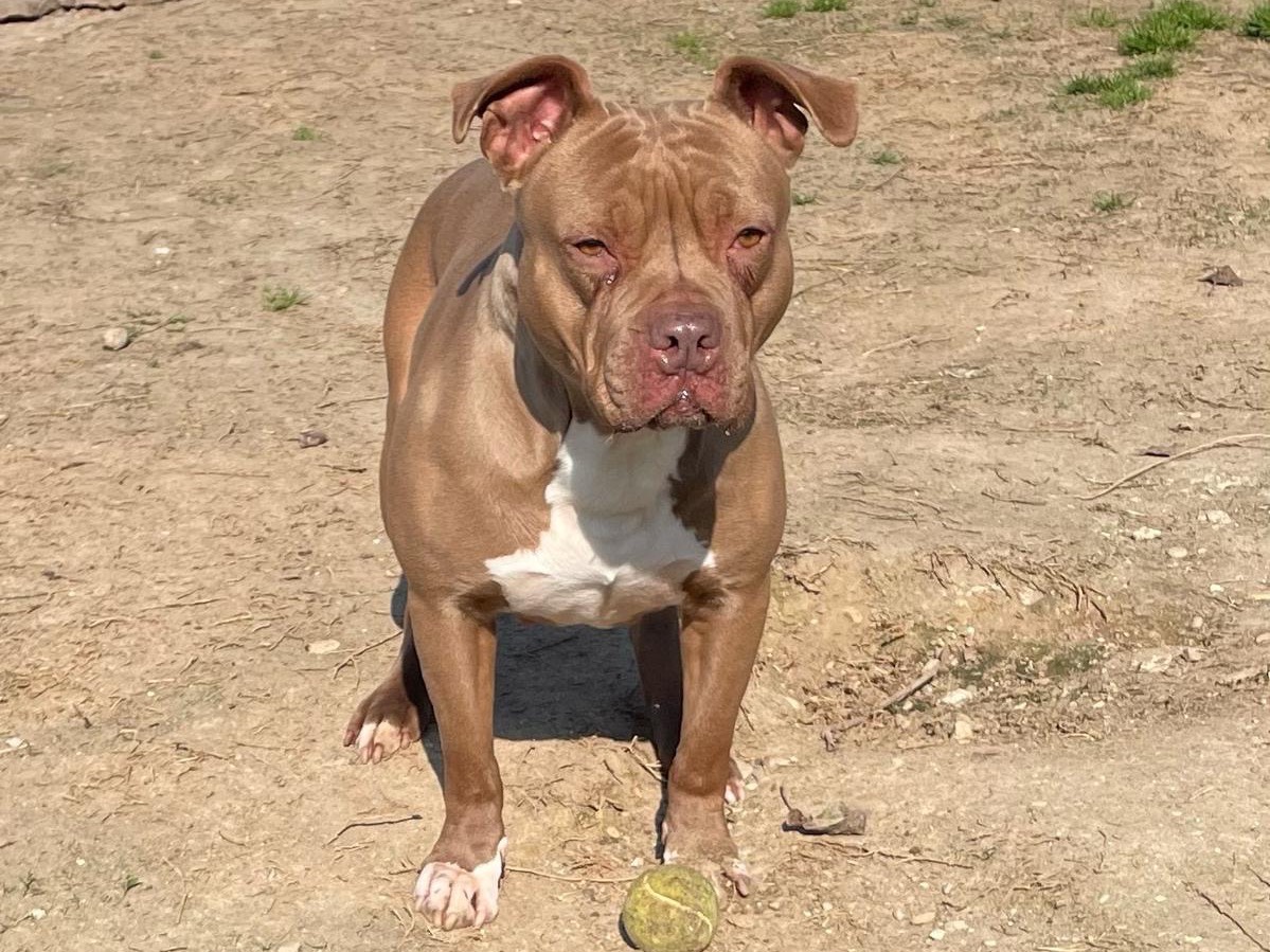 Adotta il cane Kali  a Milano