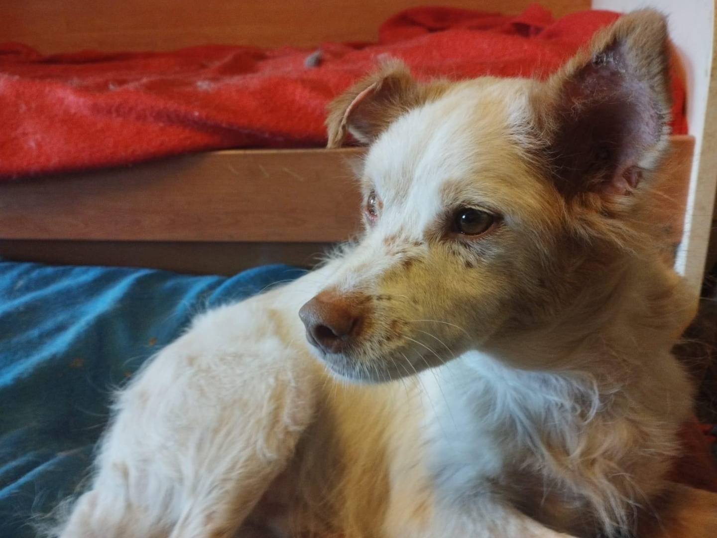 Adotta il cane Lampo a Pavia