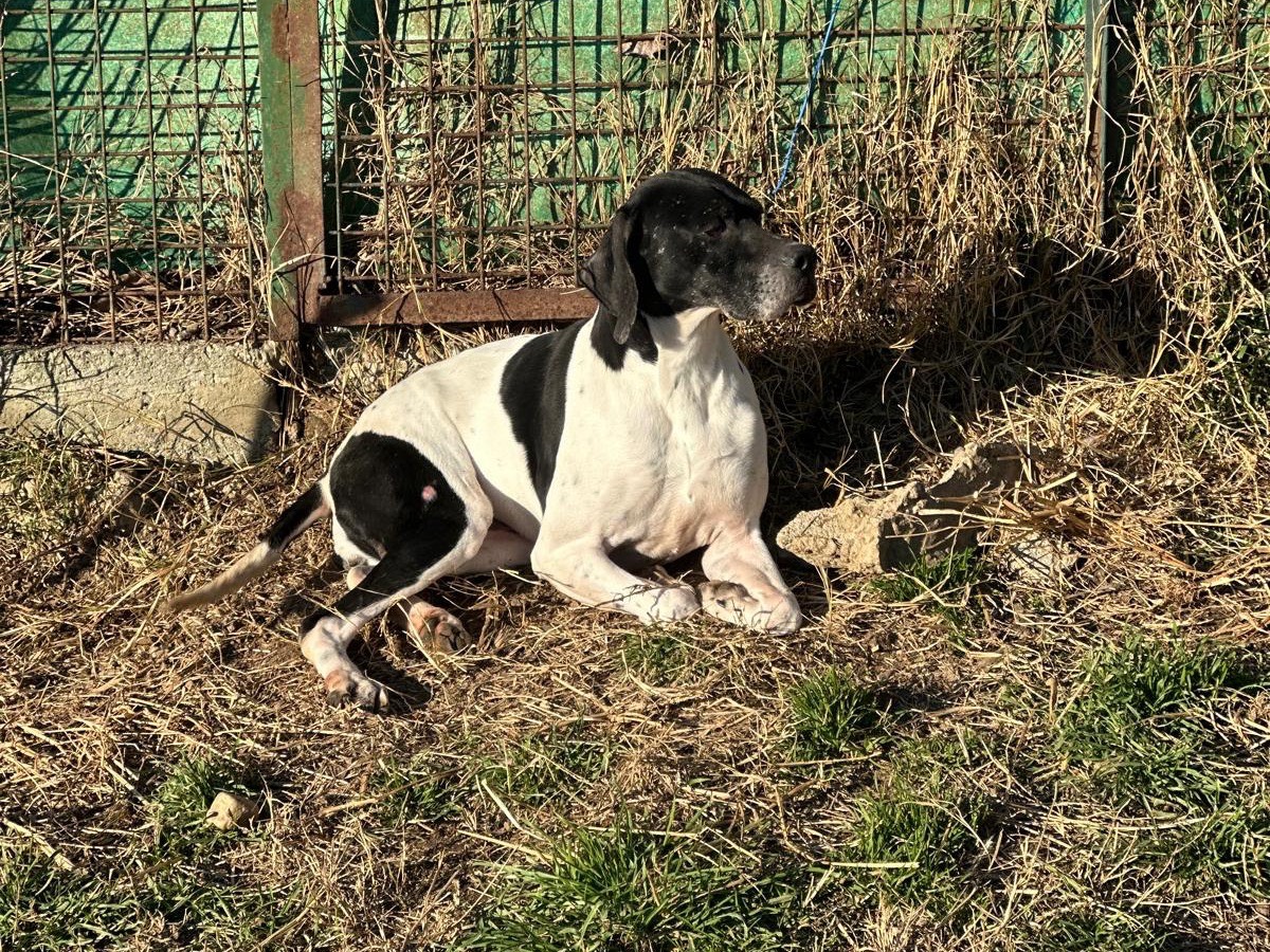 Vuoi adottare un cane a Milano?