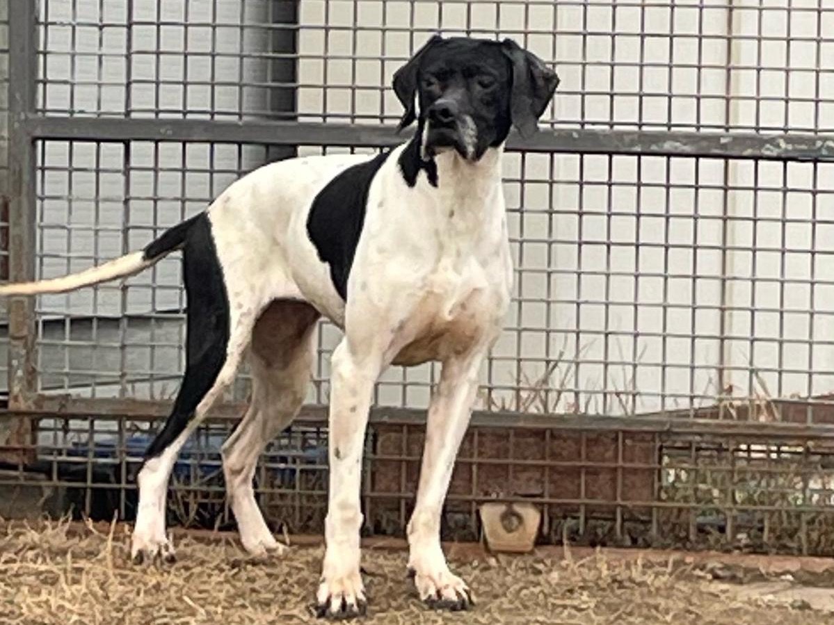 Adotta il cane Frida  a Milano