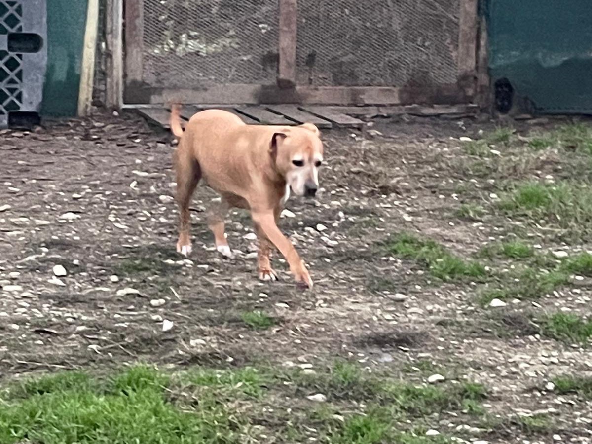 Vuoi adottare un cane a Milano?