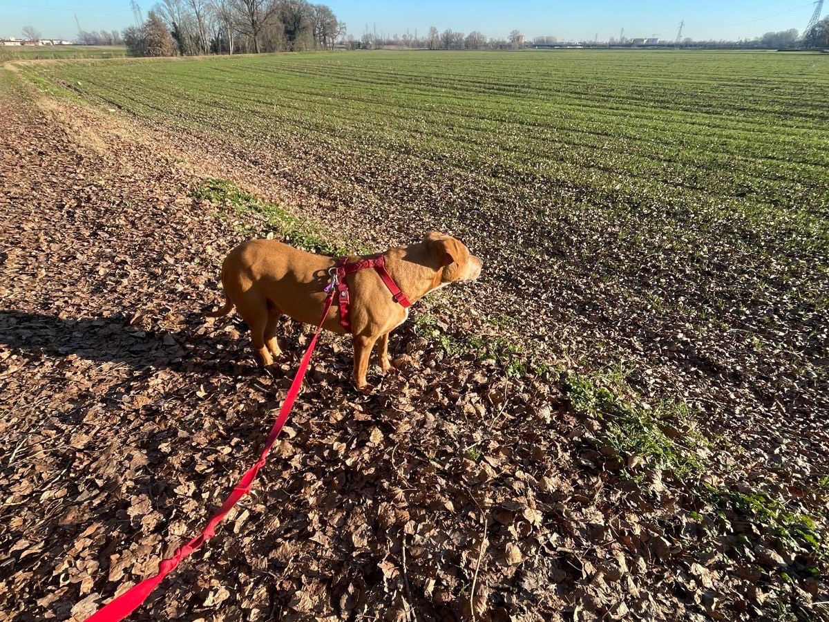 Adotta il cane Kora  a Milano