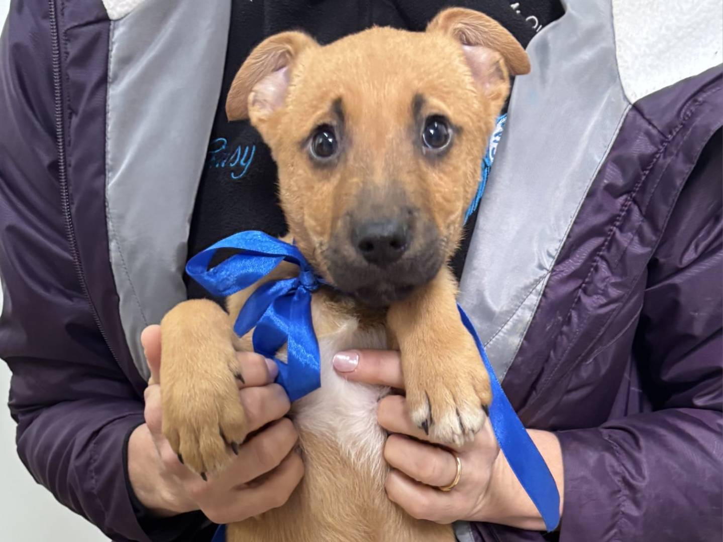 Vuoi adottare un cane a Taranto?