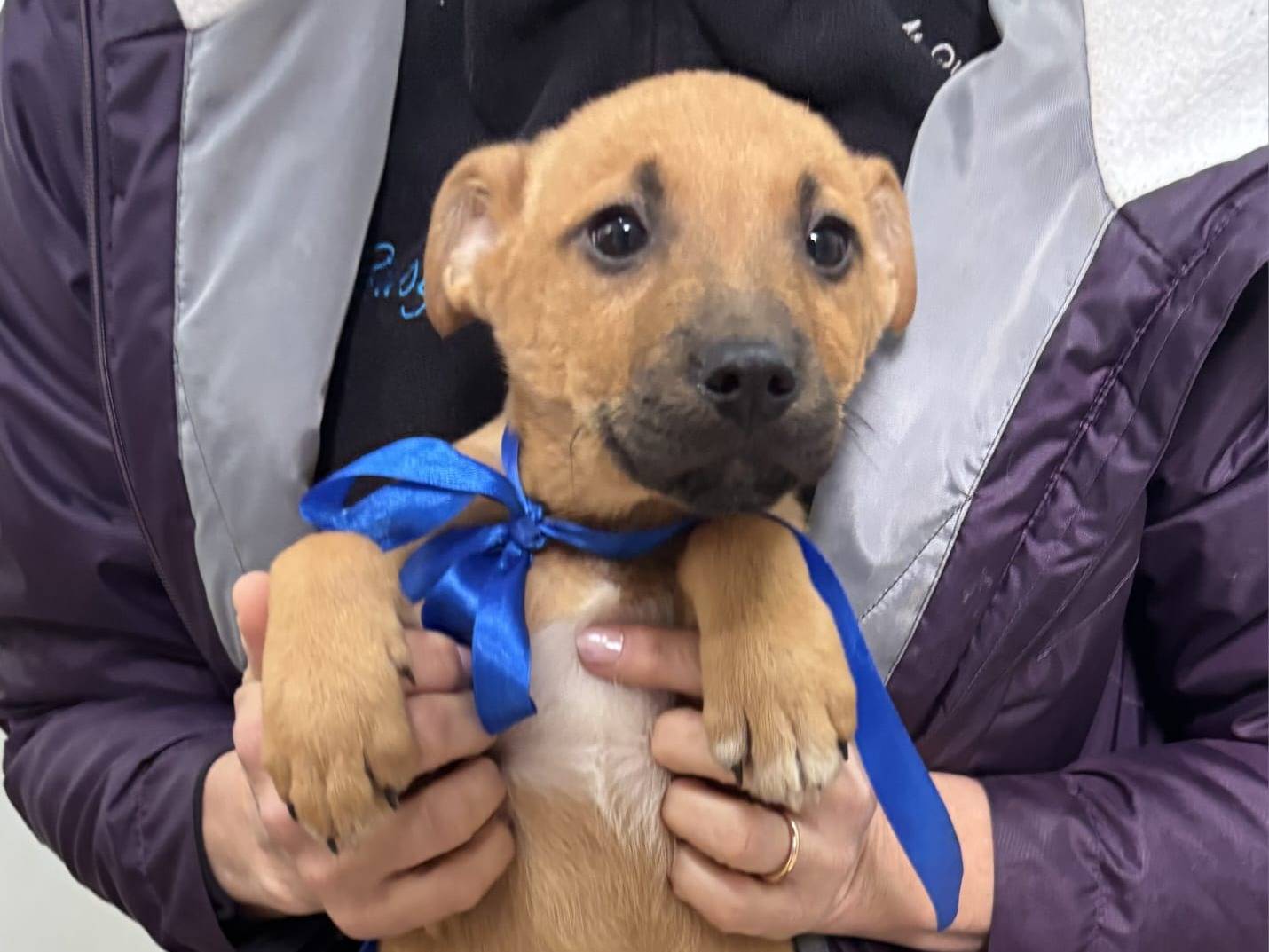 Adotta il cane DoIcetto a Taranto