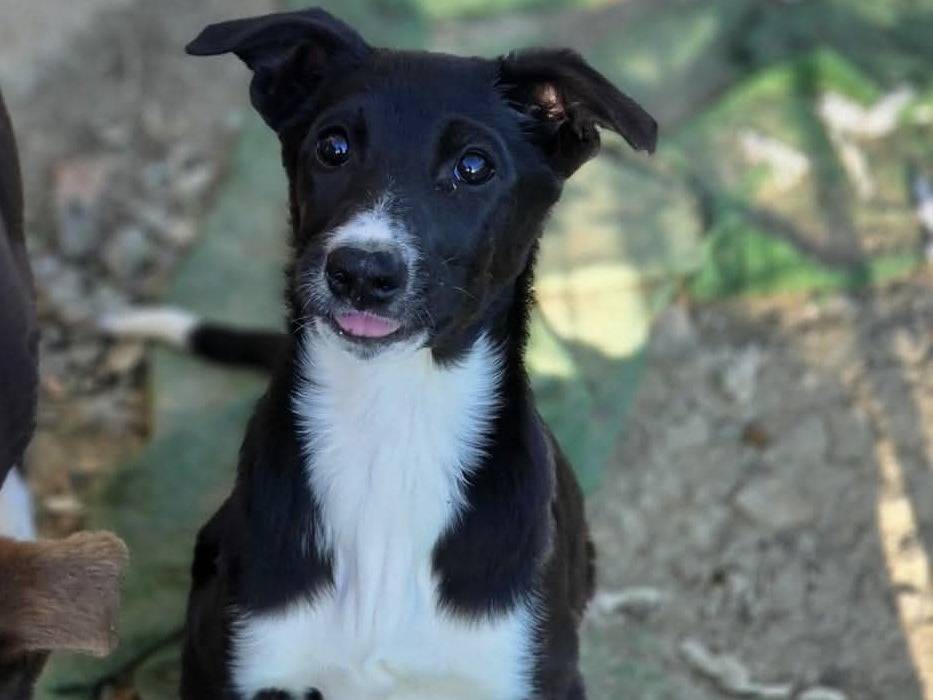 Adozione cane, femmina, Razza sconosciuta Razza sconosciuta, 3 mesi, taglia media, Catania