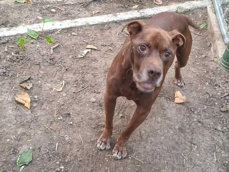 Adozione cane, maschio, Pitbull Razza sconosciuta, 8 anni e 1 mese, taglia media, Catania