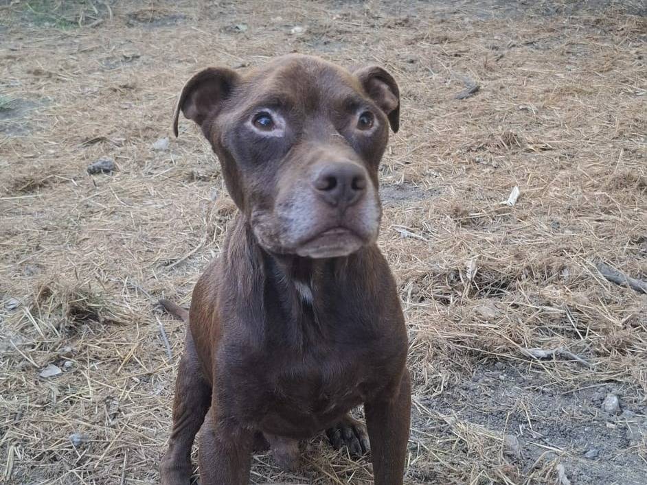 Adotta un cane, maschio, 8 anni e 1 mese, Catania