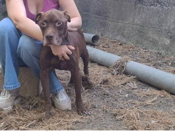Adotta un cane, taglia media, maschio, Catania