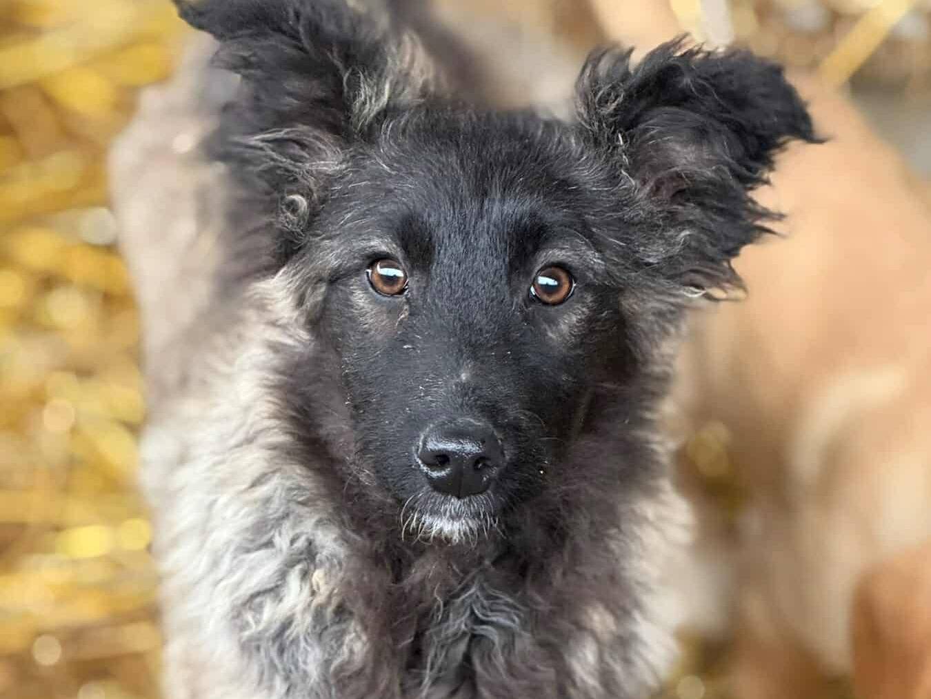 Adozione cane, femmina, Razza sconosciuta Razza sconosciuta, 5 mesi, taglia media contenuta, Firenze