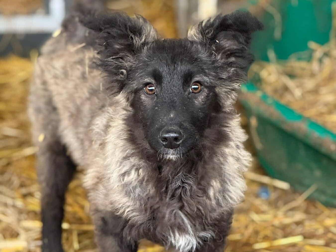 Adotta un cane, femmina, 5 mesi, Firenze