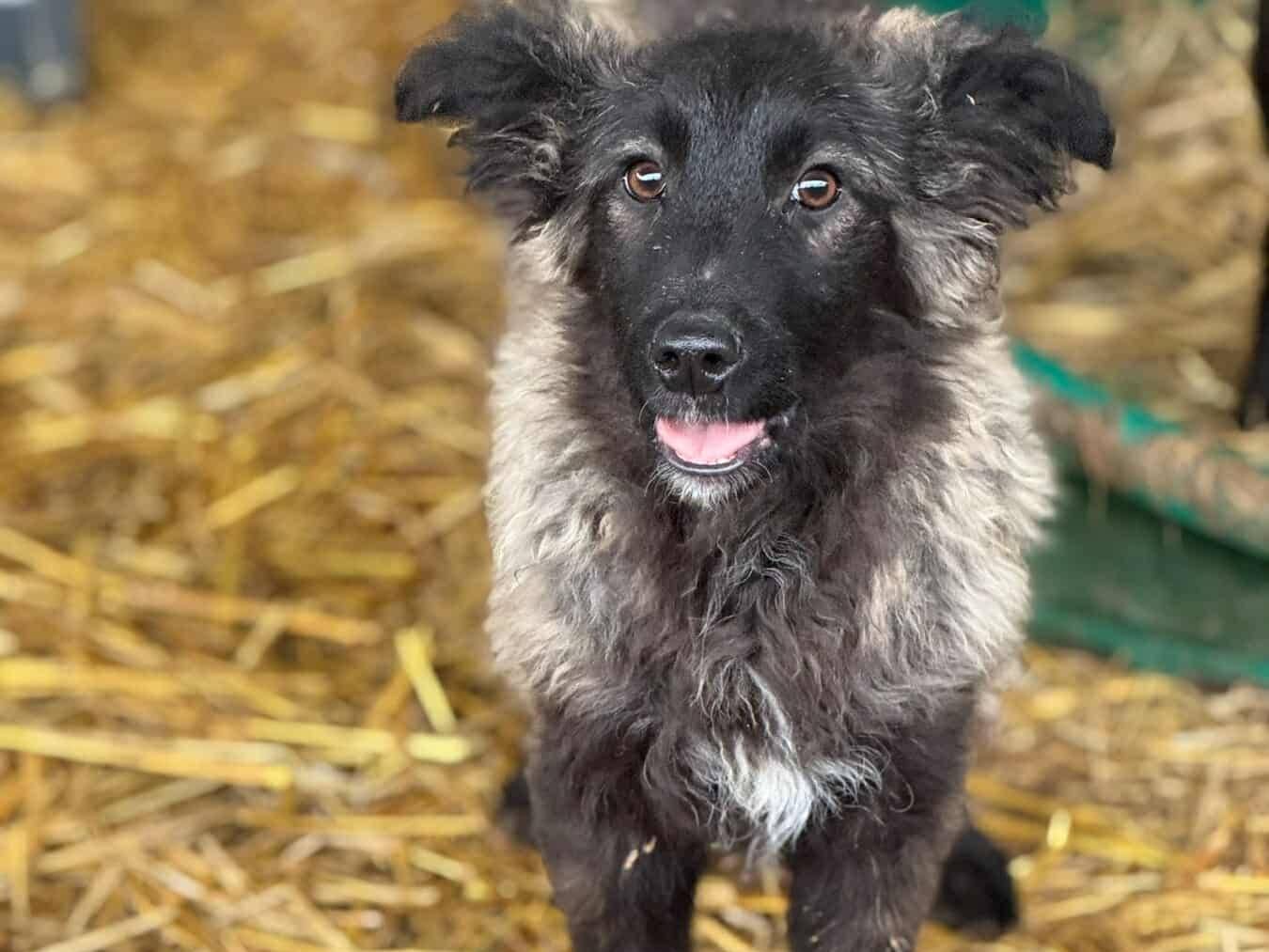 Adotta un cane, taglia media contenuta, femmina, Firenze