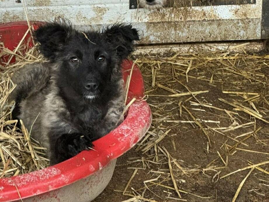 Vuoi adottare un cane a Firenze?