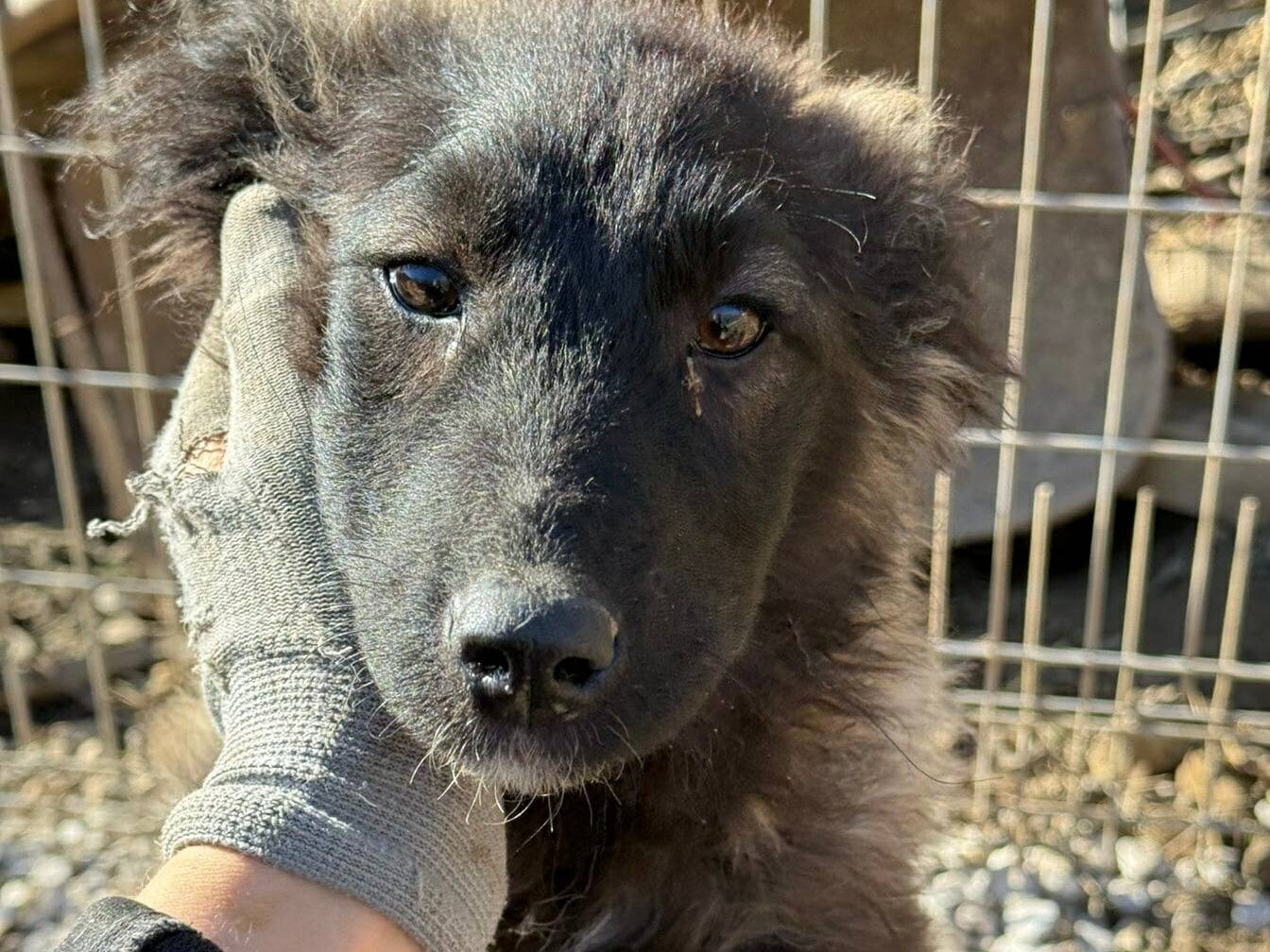 Adotta il cane OMBRA a Firenze