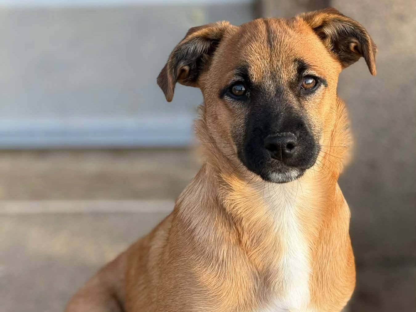 Adozione cane, femmina, Razza sconosciuta Razza sconosciuta, 3 mesi, taglia media contenuta, Firenze