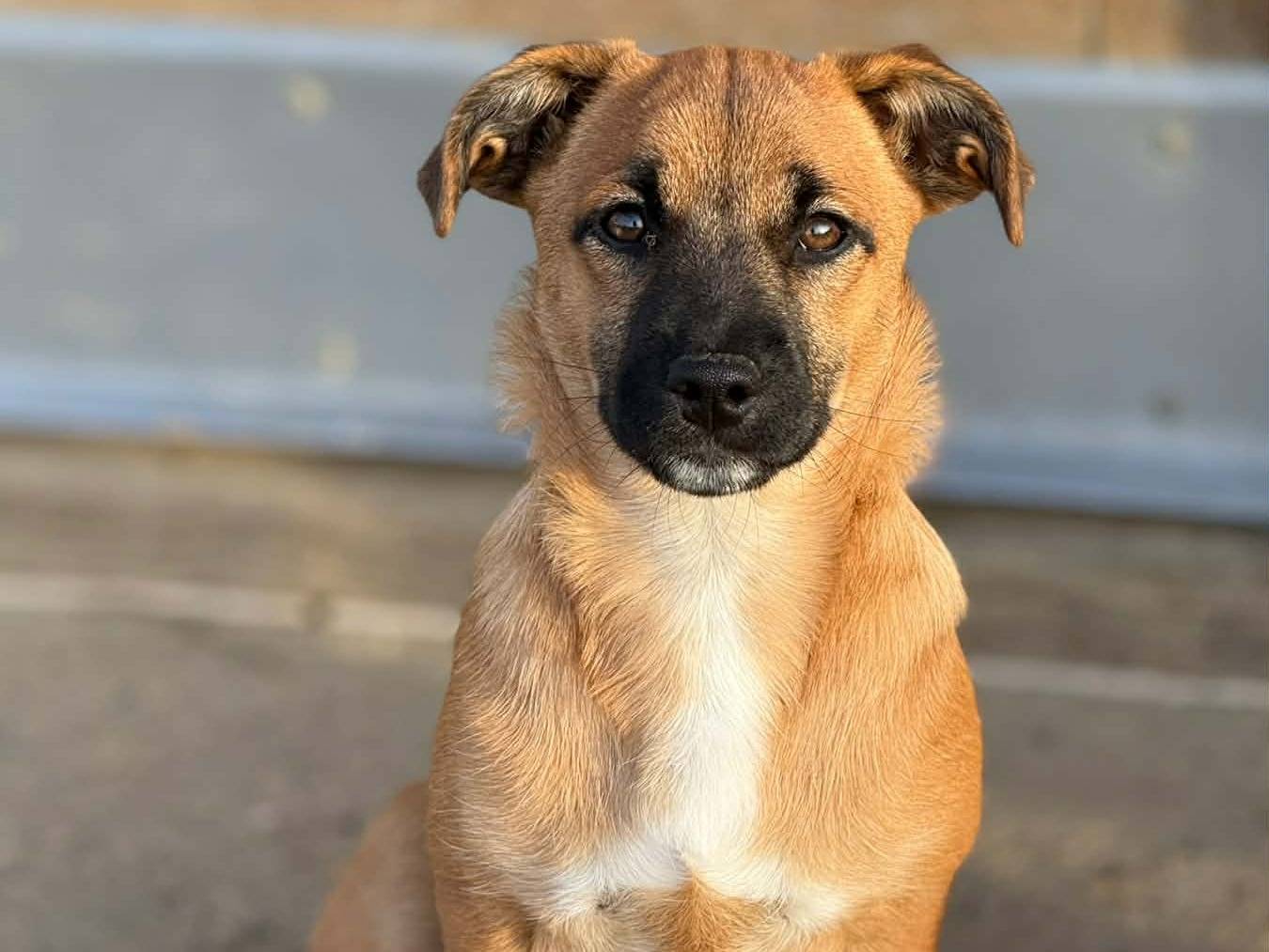 Adotta un cane, femmina, 3 mesi, Firenze