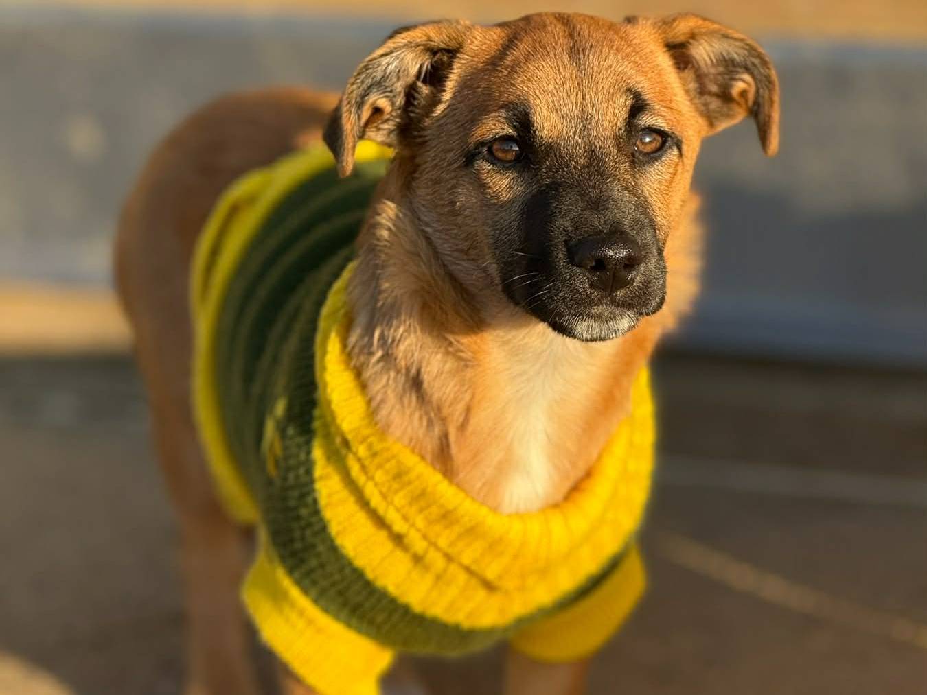 Adotta un cane, taglia media contenuta, femmina, Firenze
