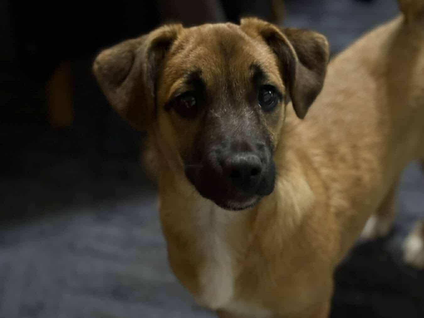 Vuoi adottare un cane a Firenze?
