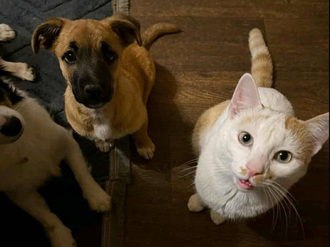 Adotta il cane LINDA a Firenze