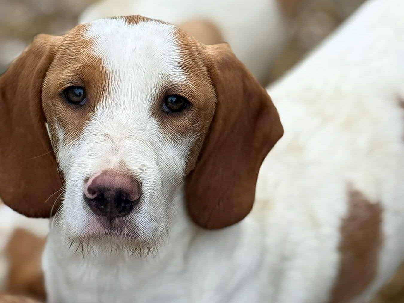 Adozione cane, maschio, Razza sconosciuta Razza sconosciuta, 5 mesi, taglia media, Firenze
