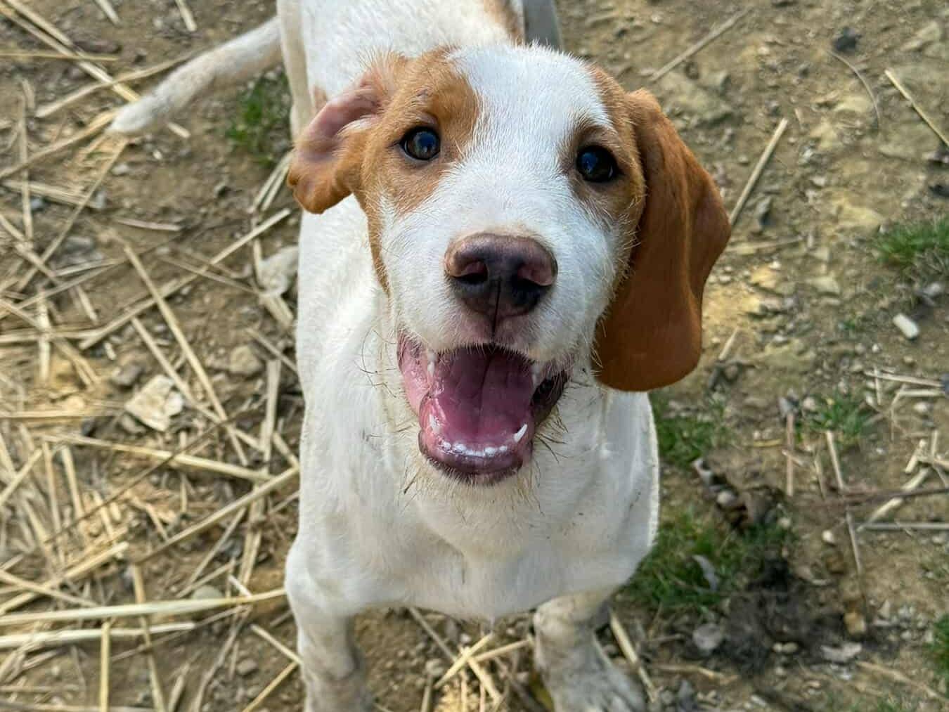 Adotta un cane, taglia media, maschio, Firenze