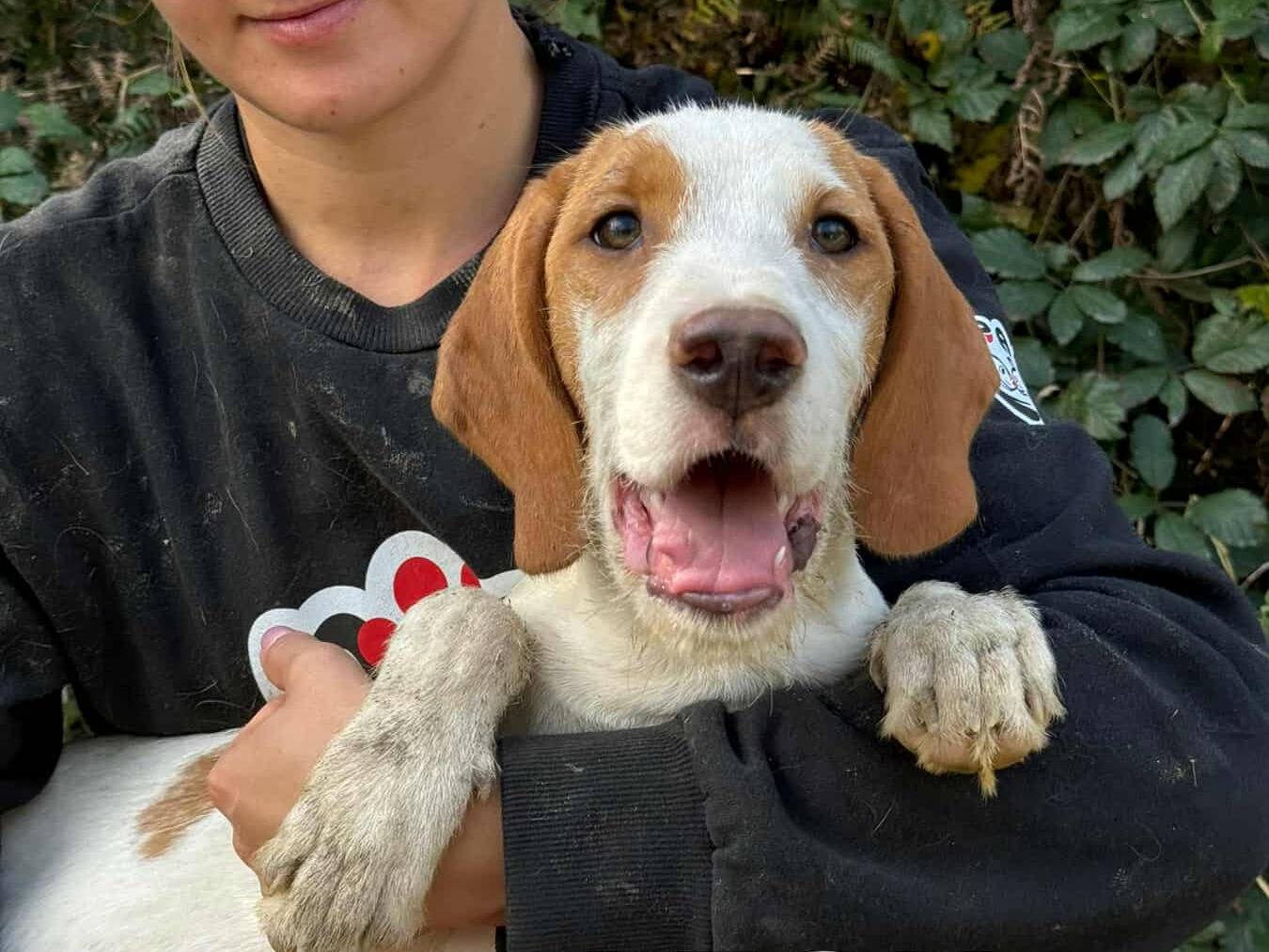 Vuoi adottare un cane a Firenze?