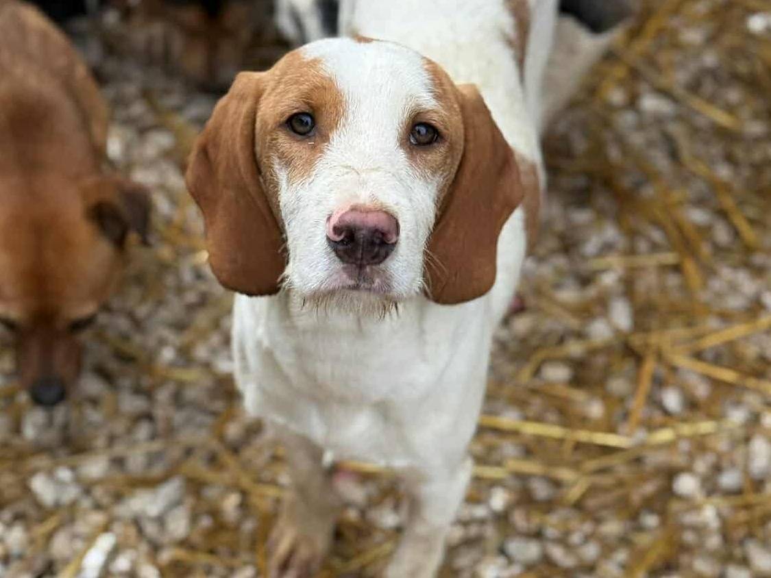 Adotta il cane LEON a Firenze