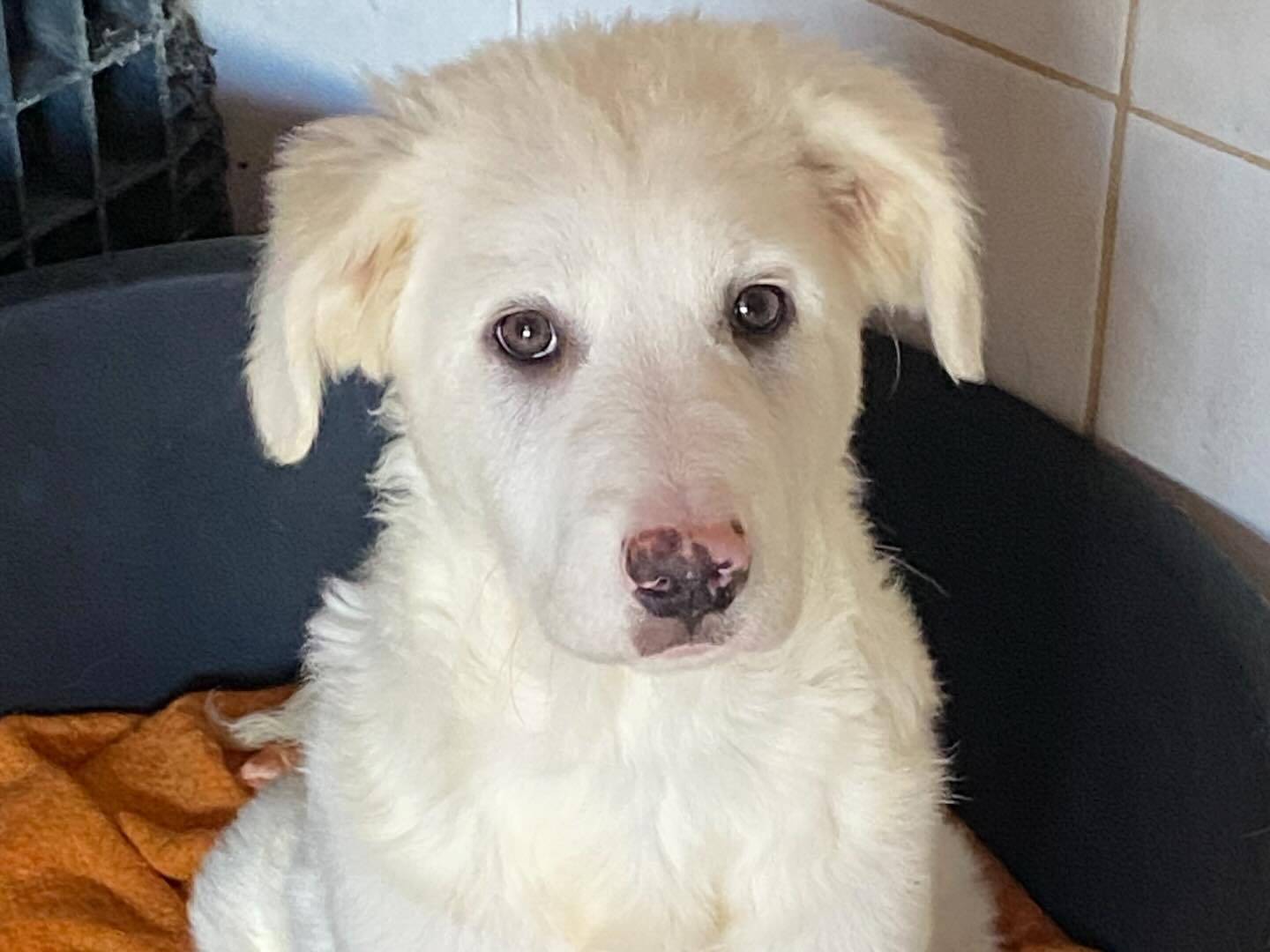 Adozione cane, femmina, Pastore maremmano Razza sconosciuta, 5 mesi, taglia media, Latina