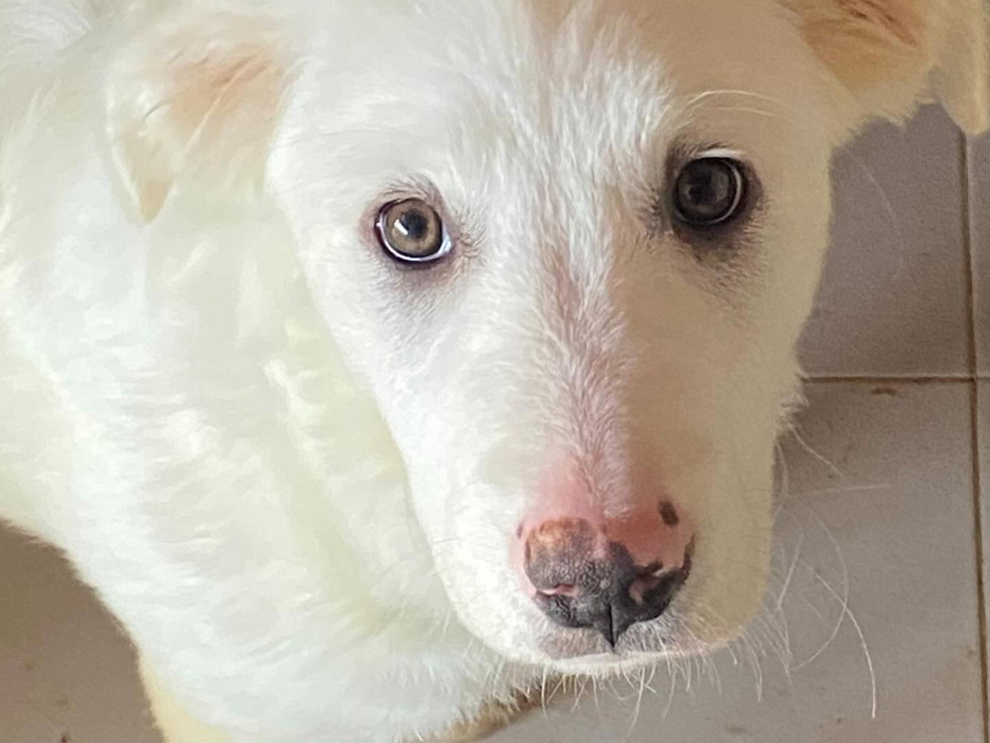 Adotta un cane, femmina, 5 mesi, Latina