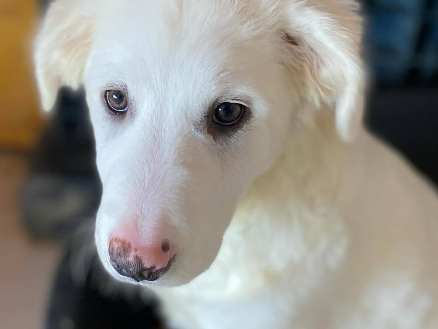 Adotta un cane, taglia media, femmina, Latina