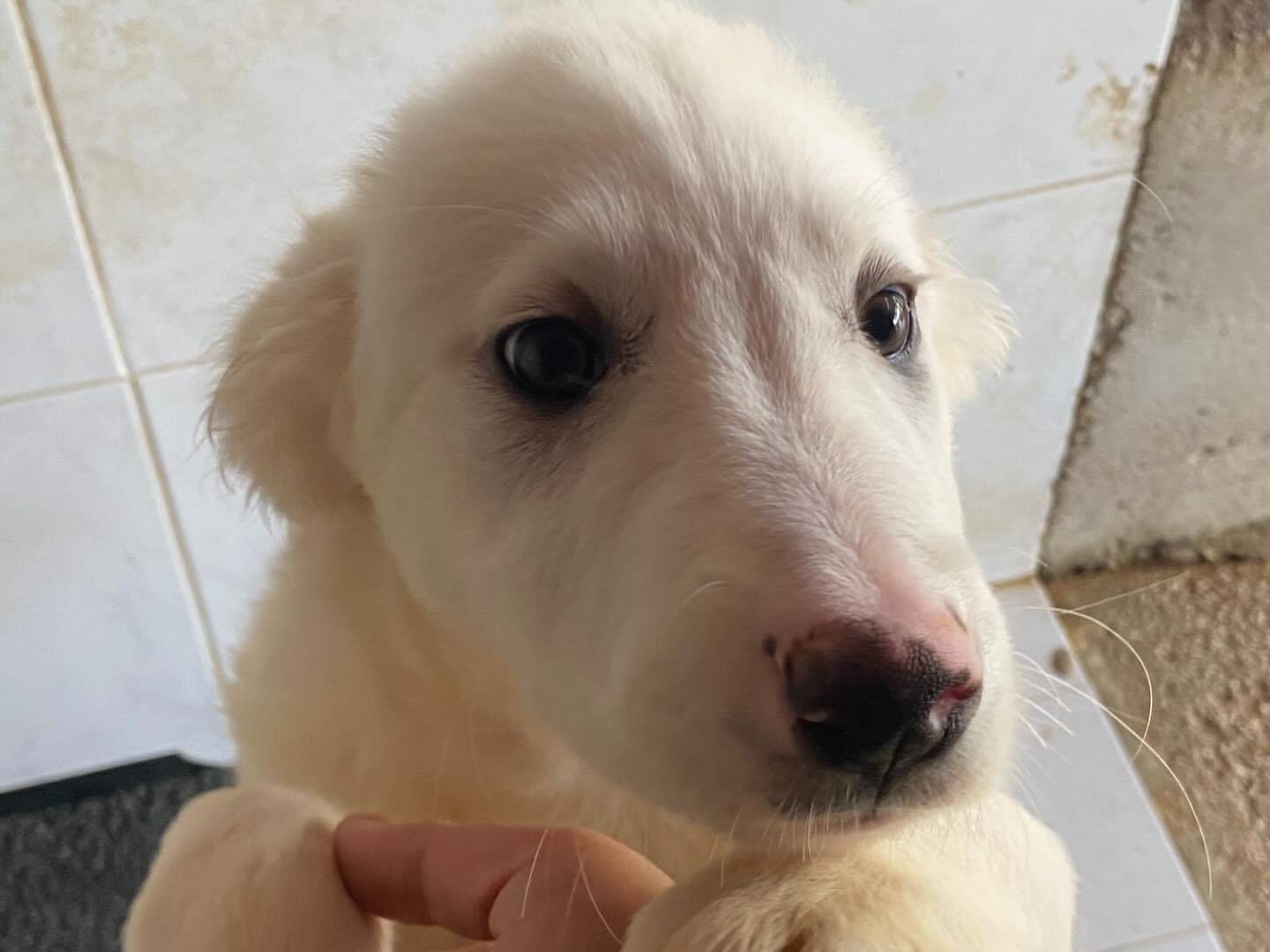 Vuoi adottare un cane a Latina?