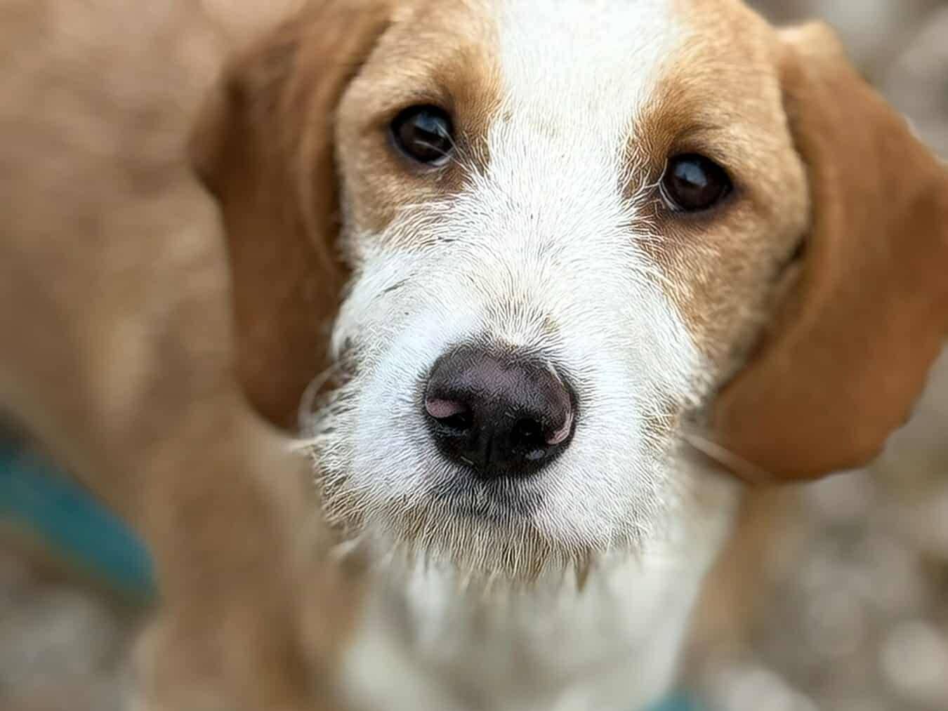 Adozione cane, femmina, Razza sconosciuta Razza sconosciuta, 5 mesi, taglia media, Firenze