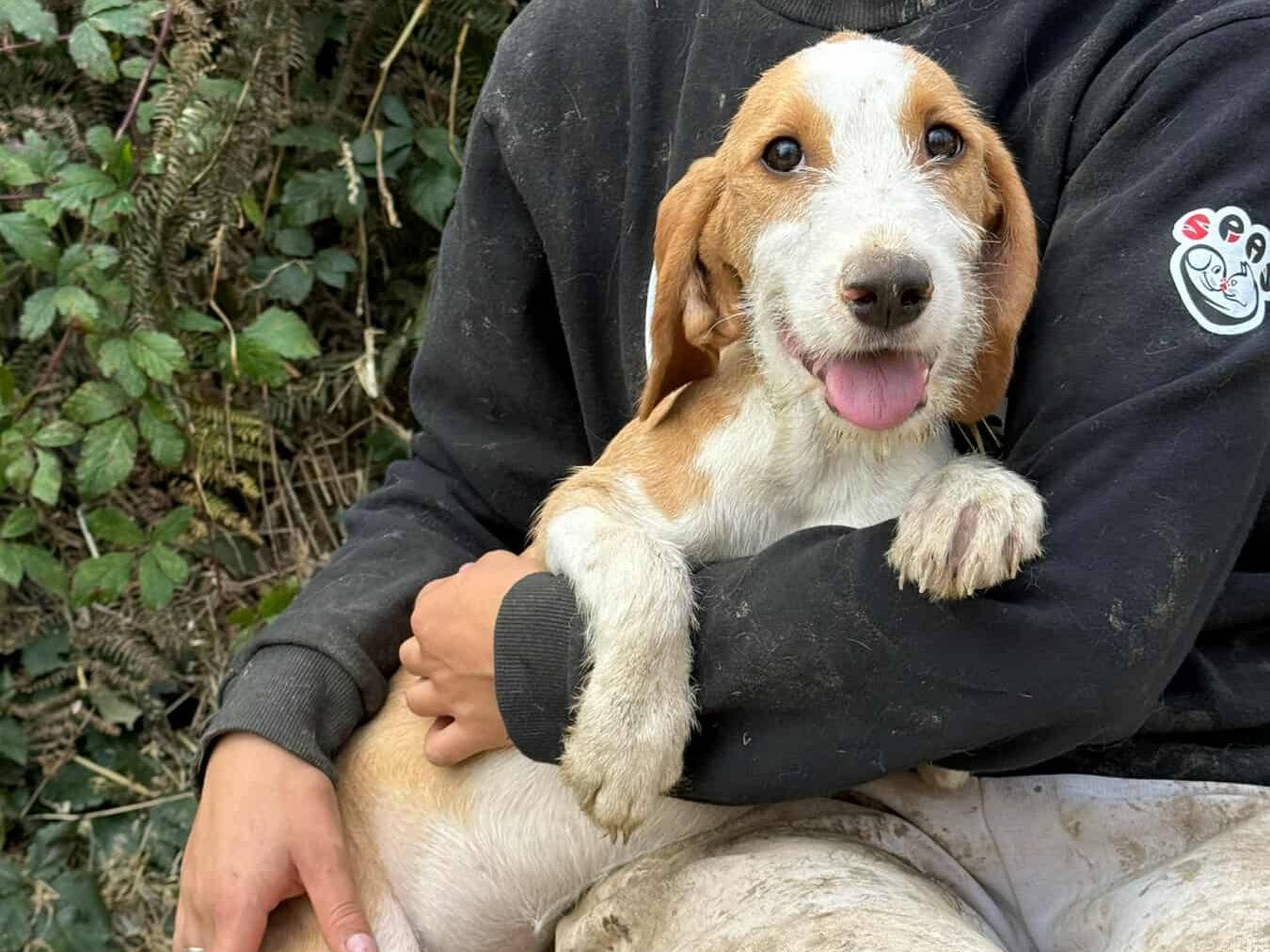 Adotta un cane, femmina, 5 mesi, Firenze