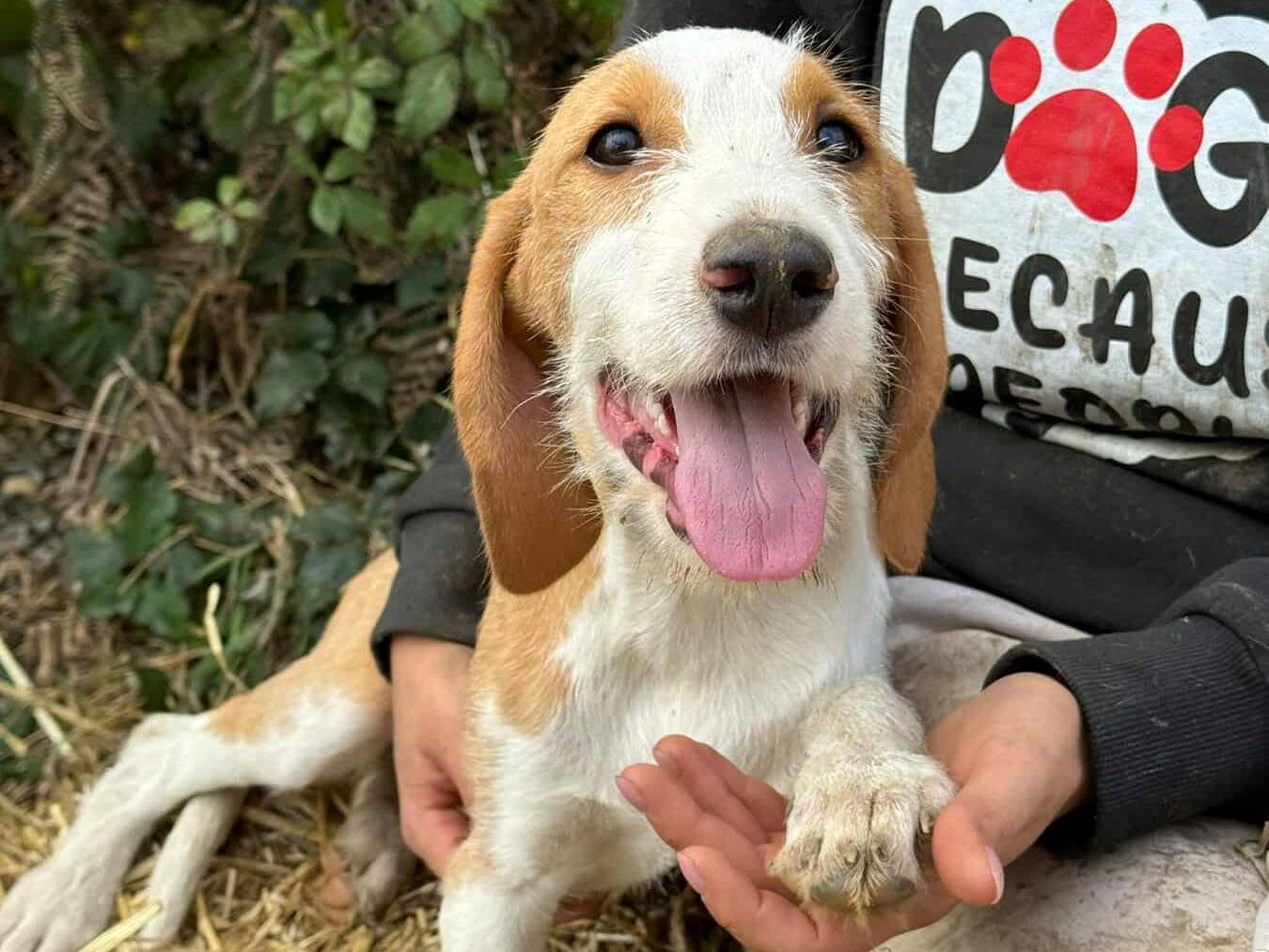 Adotta un cane, taglia media, femmina, Firenze