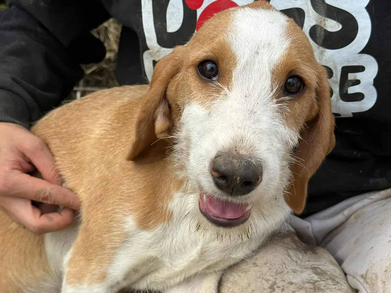 Vuoi adottare un cane a Firenze?