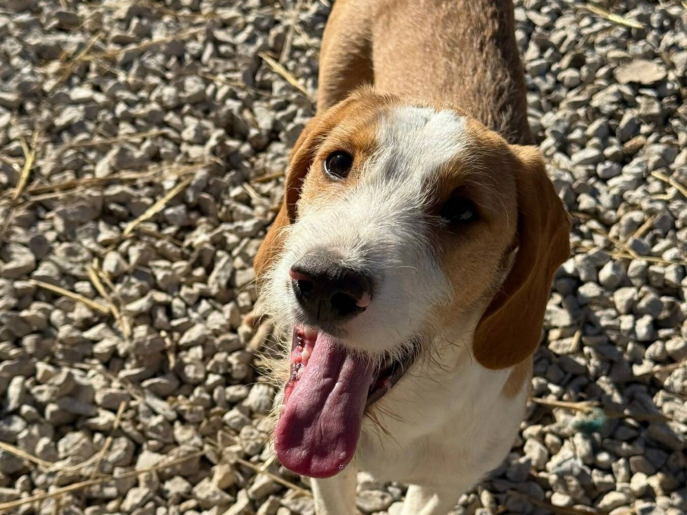 Adotta il cane MARA a Firenze