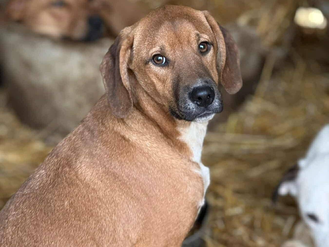 Adozione cane, maschio, Razza sconosciuta Razza sconosciuta, 6 mesi, taglia media, Firenze