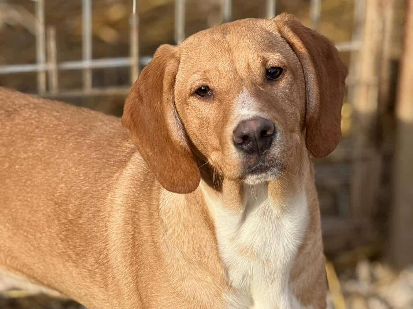 Adotta un cane, maschio, 6 mesi, Firenze