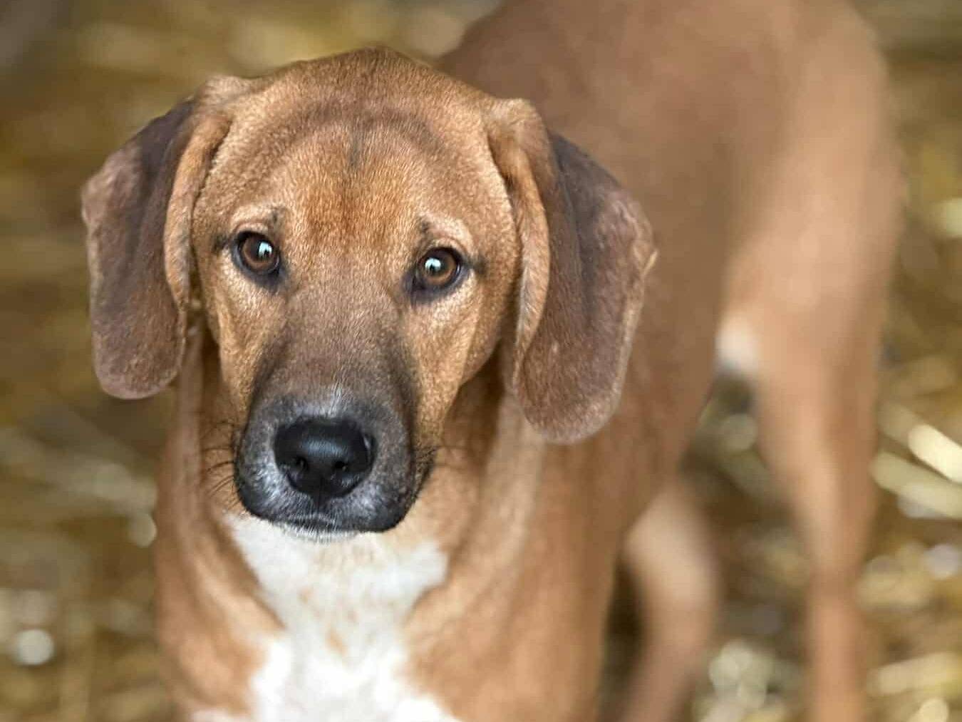 Adotta un cane, taglia media, maschio, Firenze