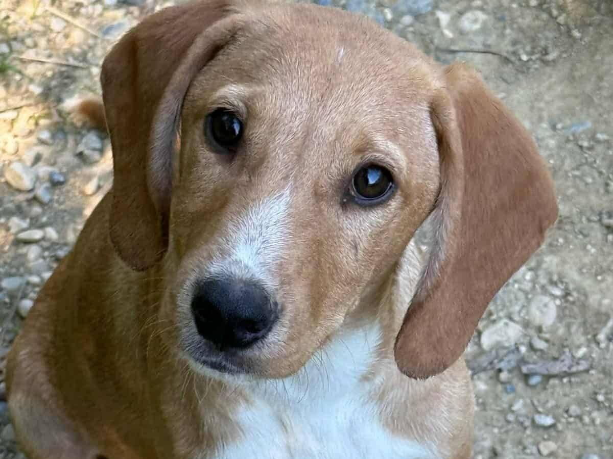 Vuoi adottare un cane a Firenze?