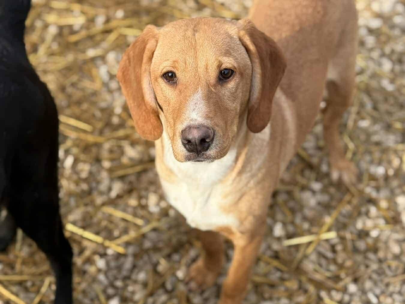 Adotta il cane TOM e TINO a Firenze