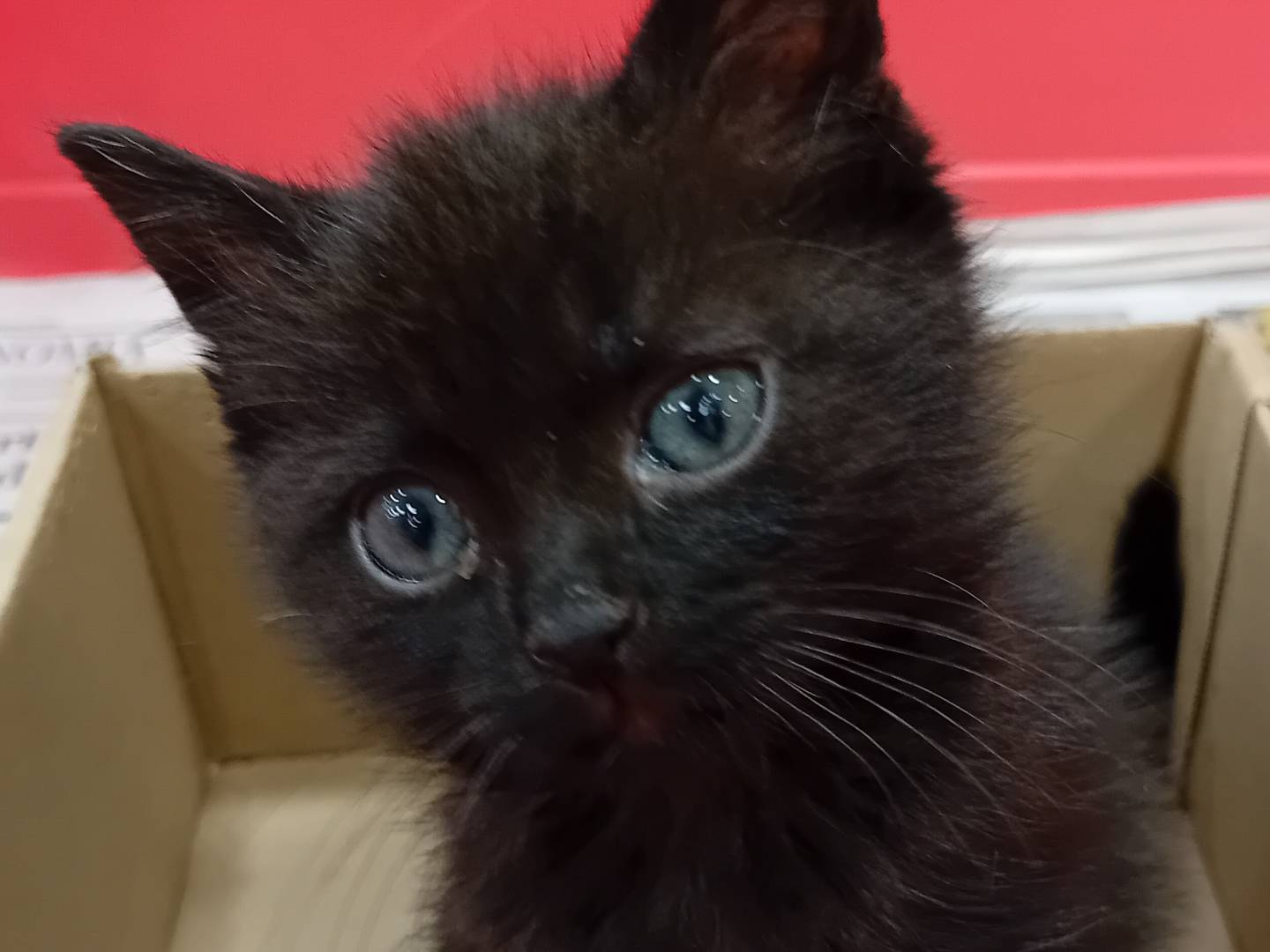 Adozione gatto, maschio, Razza sconosciuta Razza sconosciuta, 3 mesi, taglia non valida, Parma