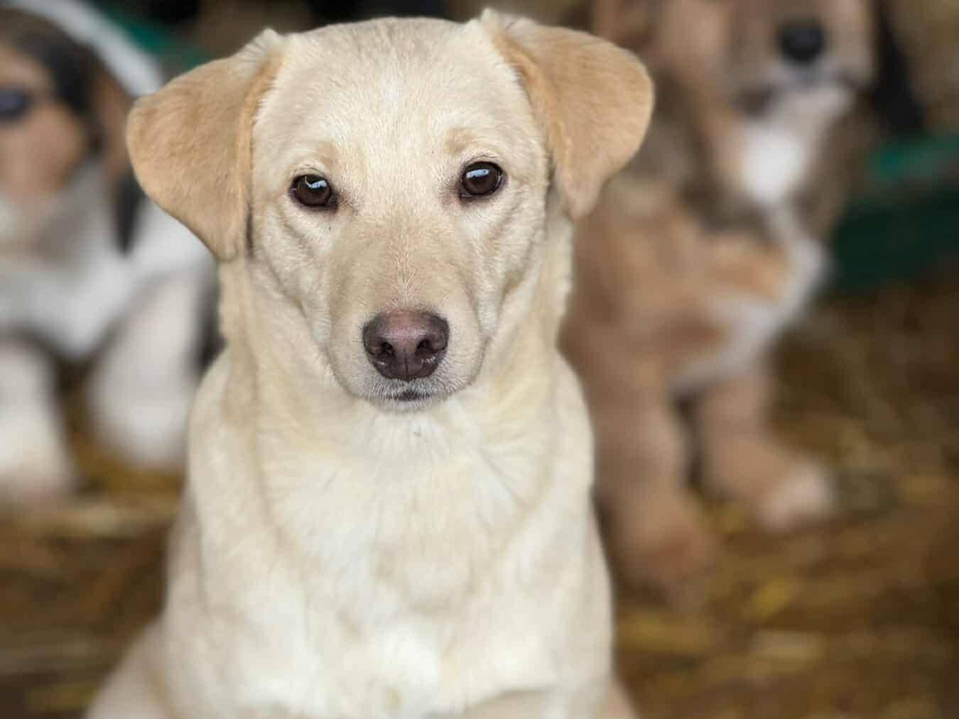 Adozione cane, femmina, Razza sconosciuta Razza sconosciuta, 5 mesi, taglia media, Firenze
