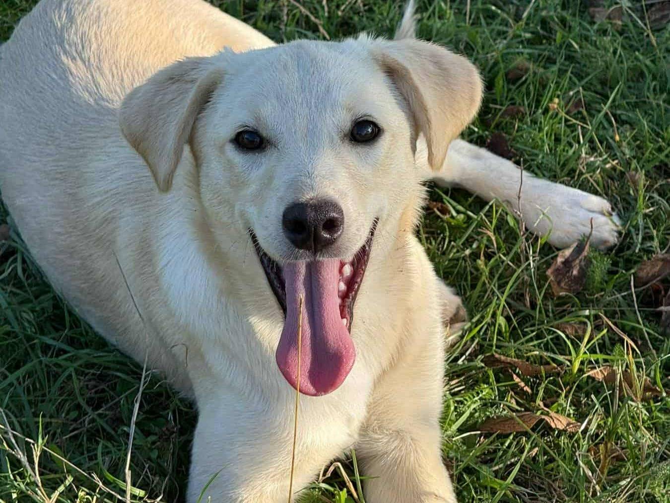 Adotta un cane, femmina, 5 mesi, Firenze