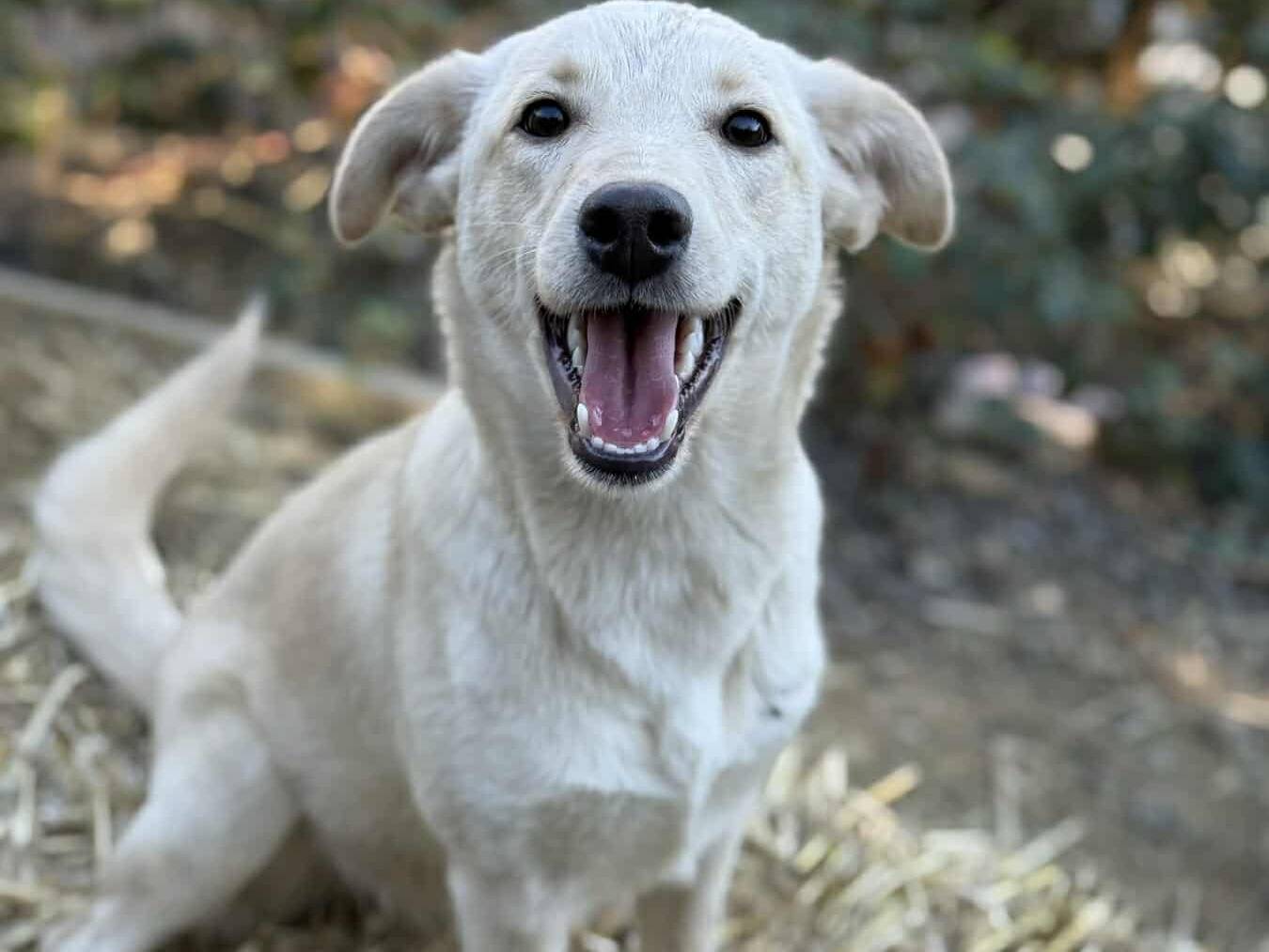Adotta un cane, taglia media, femmina, Firenze