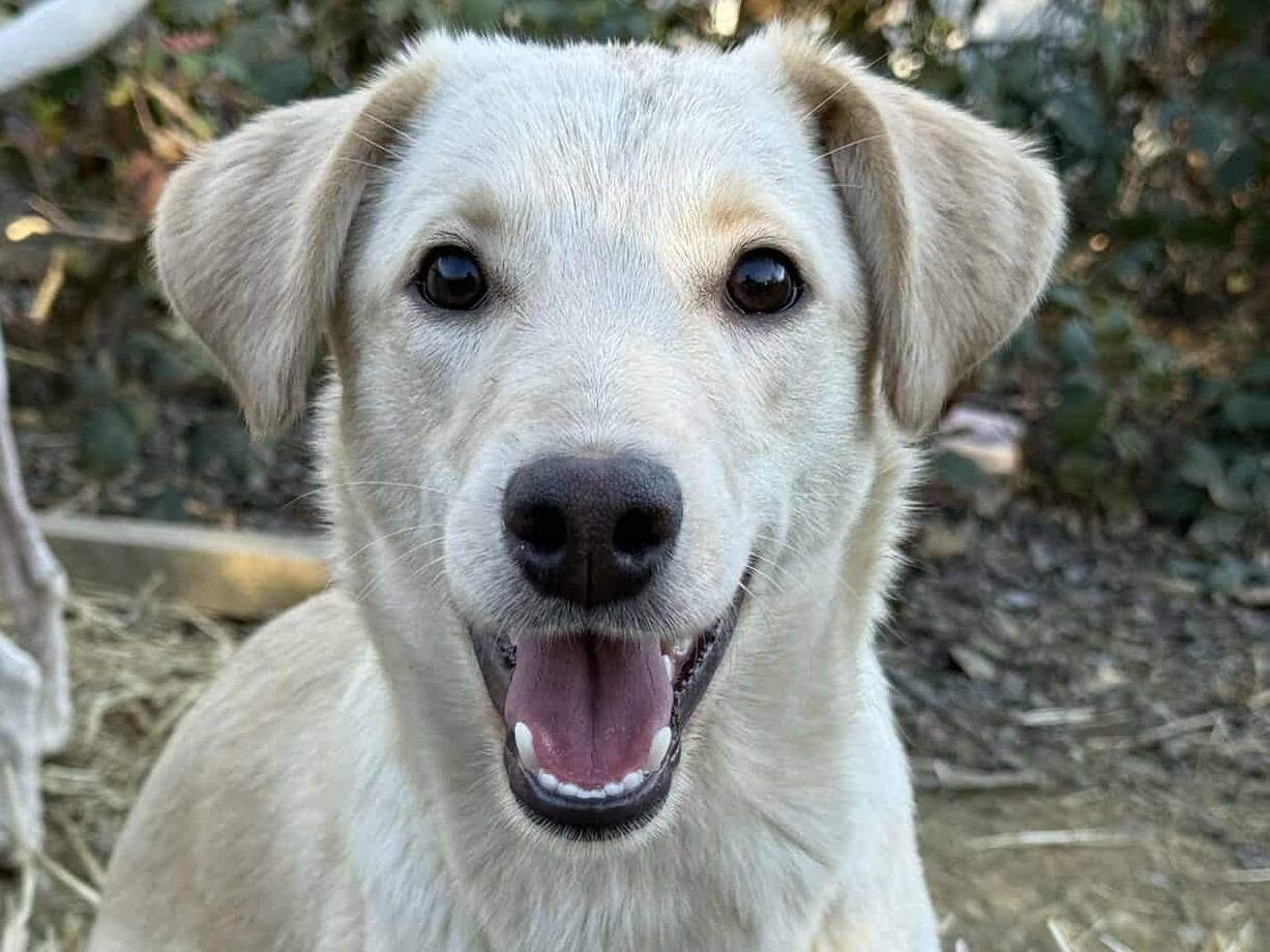 Vuoi adottare un cane a Firenze?