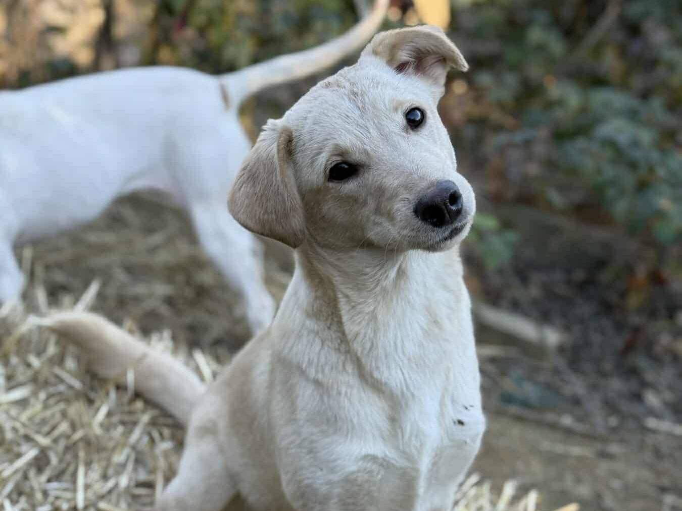 Adotta il cane GANA a Firenze
