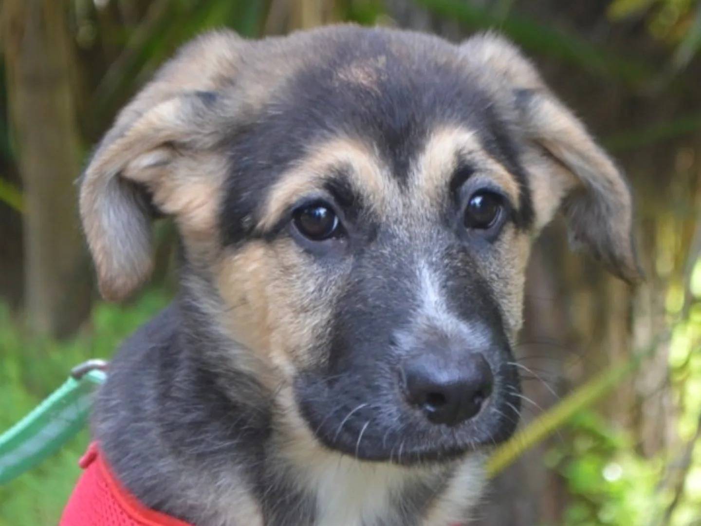 Adozione cane, maschio, Pastore tedesco Razza sconosciuta, 3 mesi, taglia grande, Lecce