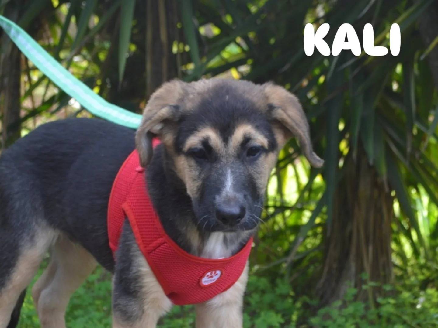 Adotta un cane, maschio, 3 mesi, Lecce