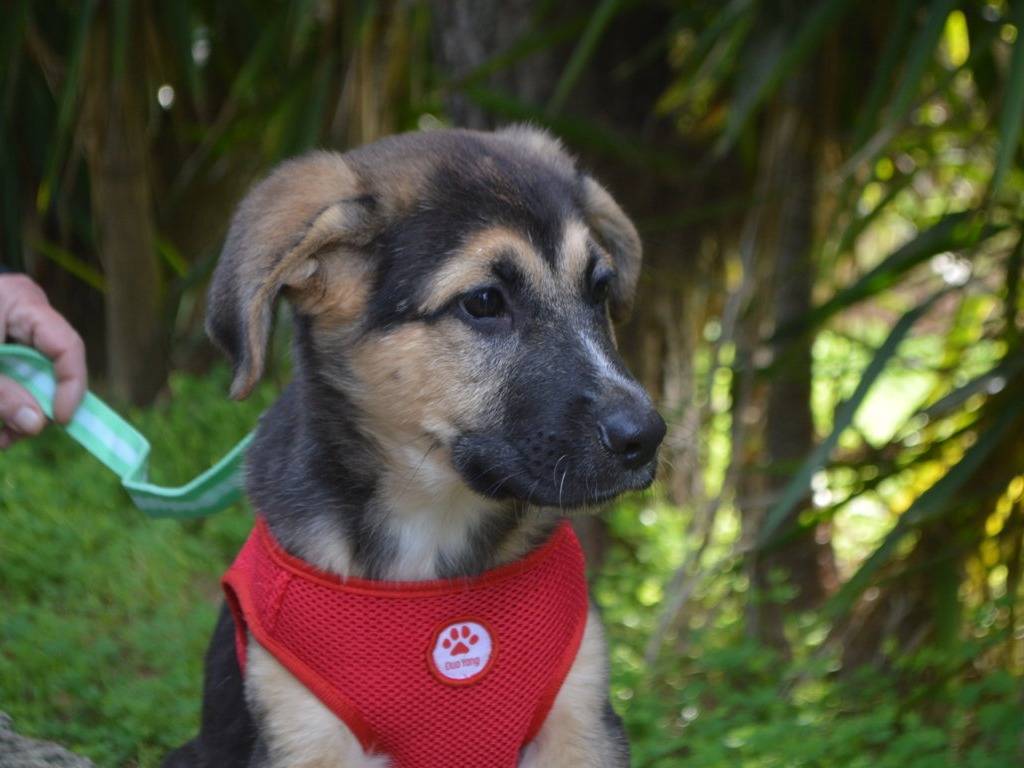 Adotta un cane, taglia grande, maschio, Lecce
